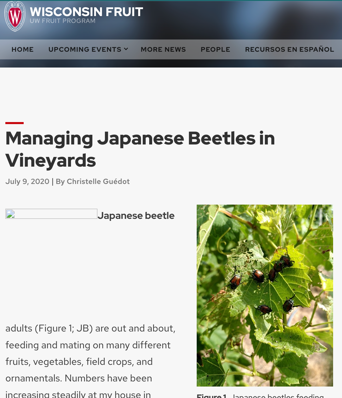 Japanese Beetle Vineyard Info